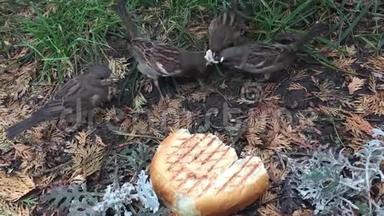 麻雀在地上吃面包。 一群饥饿的麻雀在户外吃面包